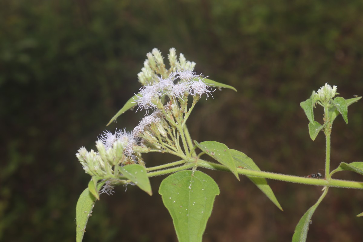 Chromolaena odorata (L.) R.M.King & H.Rob.